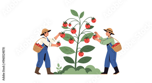 Two happy farmers in straw hats and overalls picking ripe red tomatoes from a large bush into woven baskets on a sunny farm.