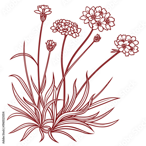 sea thrift red flower vector line art on white background