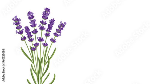 Beautiful bunch of purple lavender flowers with green stems isolated on a clean white background represents peace and relaxation.