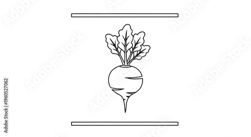 Stylized monochrome drawing of a single wholesome radish plant for health and food concepts