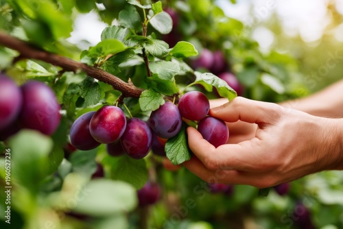 Wallpaper Mural Traditional Plum Picking in Orchard During Soft Overcast Weather with Lush Foliage Torontodigital.ca