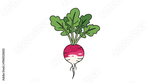 Fresh organic radish vegetable with a pink root and healthy green leaves isolated on a plain white background.