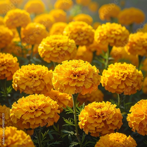 Vibrant yellow flowers with green leaves in a lush garden setting
