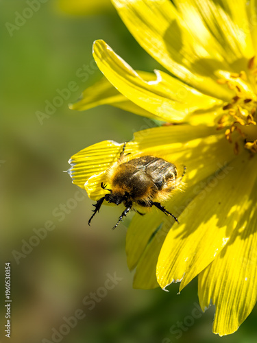 Obraz na plátně Beetle pollinator on yellow flower eco biodiversity concept
