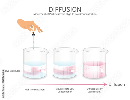 Diffusion Process Illustration with Beakers Showing Particle Movement and Concentration Gradient in Laboratory Setting.