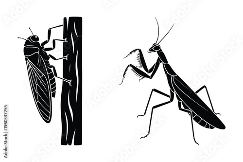 Praying mantis and cicada insect silhouette vector with black and white