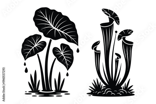 Foto Tropical plants and pitcher plants silhouette vector with black and white