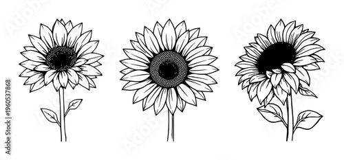 Sunflower set with blooming icon design featuring warm orange petals, bright yellow center, stylized leaves with simple line art with vector graphics and illustration