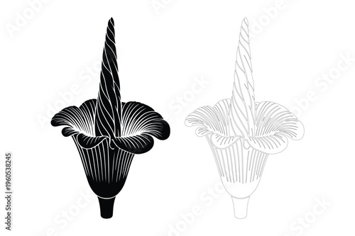 Black silhouette voodoo lily and textured botanical shape