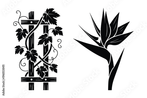 Grapevine on trellis and bird of paradise flower with black and white