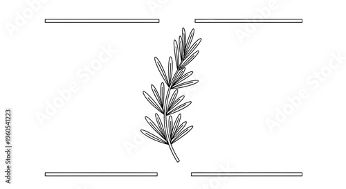 Minimalist botanical outline of fresh rosemary sprig in elegant line art graphic design