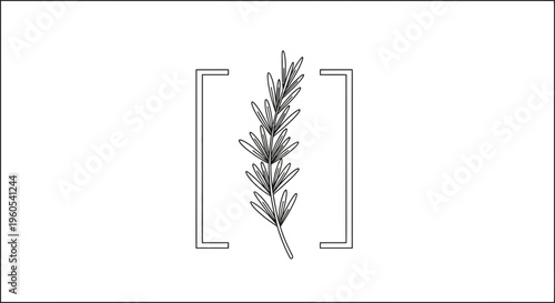 Elegant line art of fresh rosemary sprig minimalist design botanical illustration in brackets