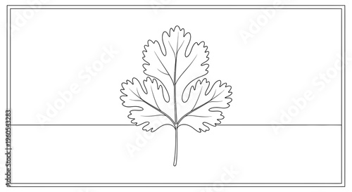 Detailed botanical illustration of a fresh cilantro herb leaf, perfect for educational or culinary
