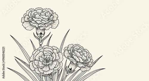 Delicate line art illustration of three carnation flowers with detailed petals and leaves