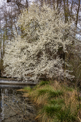 white blossoms trees by pond in spring