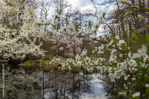 blossom trees reflected in a lakeside scene