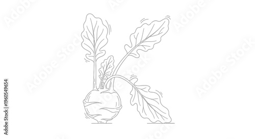 Minimalist botanical drawing featuring a kohlrabi vegetable with leaves subtly shaping the letter K