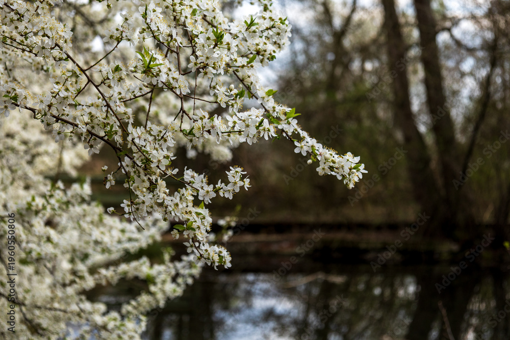 Fototapeta premium White blooming branch over a reflective pond in springtime