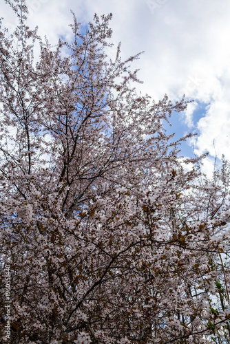 cherry blossom tree against cloudy sky in spring