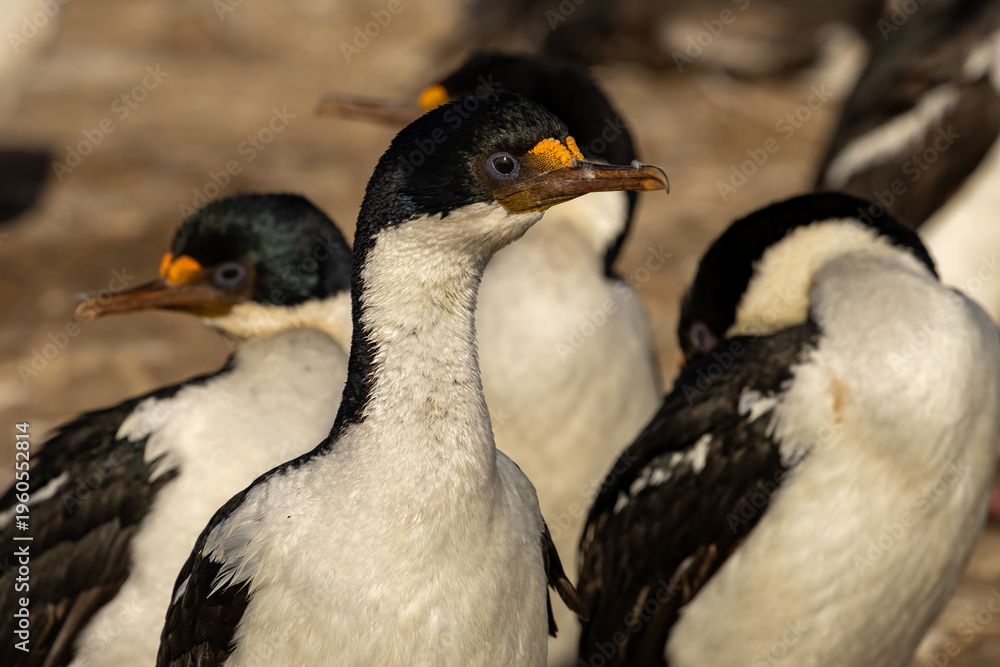 Fototapeta premium The Imperial Shag or Imperial Cormorant (Leucocarbo atriceps) also known as a Blue-Eyed King Cormorant. 