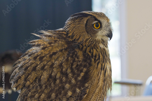 The owl at the zoo is focusing on its eyes.