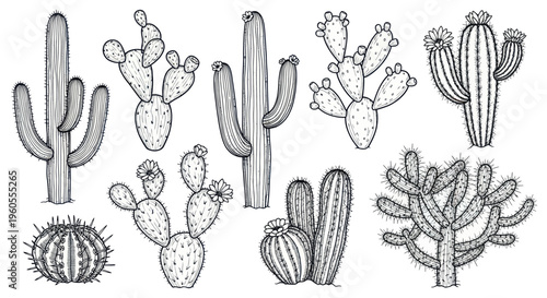 Quadro em tela Hand-drawn Desert Cactus Collection - Various Spiky Succulents