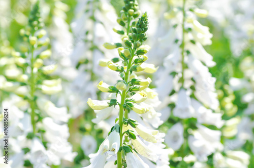 Cuadro en lienzo digitalis white or Common Foxglove, Digitalis purpurea or Plantaginaceae or Scro