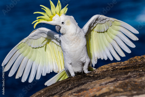 Australian Sulphur-crested Cockatoo with wings open