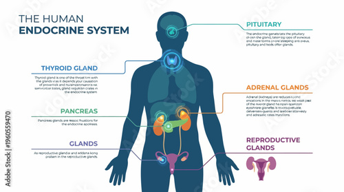 Educational labeled diagram of human endocrine glands showing thyroid pancreas adrenal pituitary reproductive organs inside body silhouette
