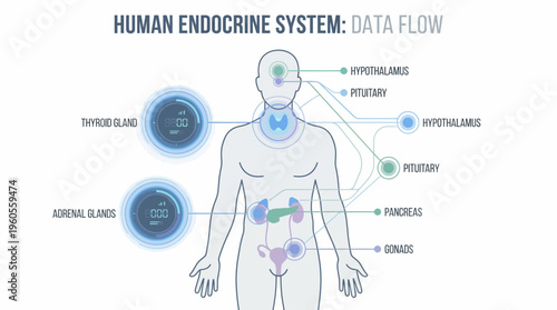 Educational vector line art diagram of human endocrine system data flow, isolated view with labeled glands and blue outline