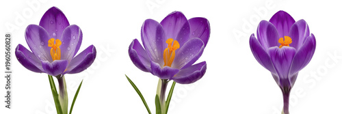 Photos Purple Crocus Vernus Blossoms Set Isolated on White - High-Resolution Spring Saf