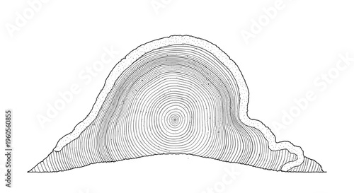 Tree Ring Cross Section Illustration.