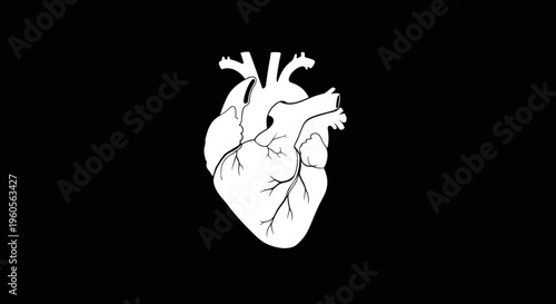 Human Heart Anatomy Illustration.