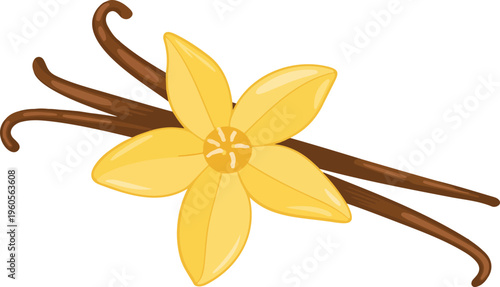 Vanilla pods and flowers vector illustration isolated on white background, botanical spice ingredient, natural flavoring plant design
