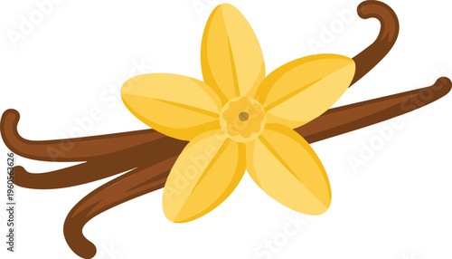 Vanilla pods and flowers vector illustration isolated on white background, botanical spice ingredient, natural flavoring plant design