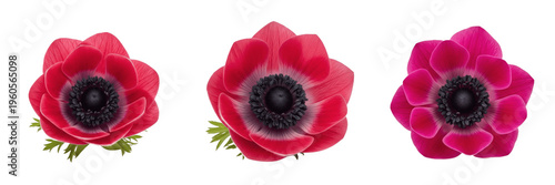 Quadro su tela Three vibrant red anemone flower heads with dark centers arranged in row on whit