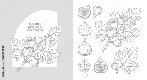 Botanical illustration of a fig tree branch with ripe fruits and leaves, and separate fig depictions