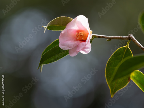 美しい桃色の有楽椿