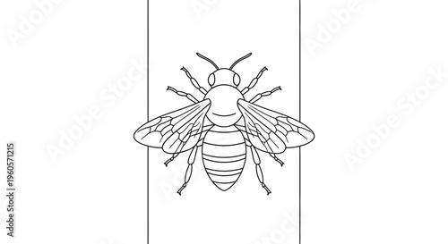 Detailed line art illustration of a honeybee showcasing its intricate anatomical structure for
