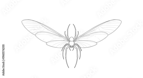 Moth with Wings Spread Out.