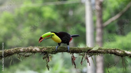 Keel Billed Toucan Perching on Moss Covered Forest Branch
