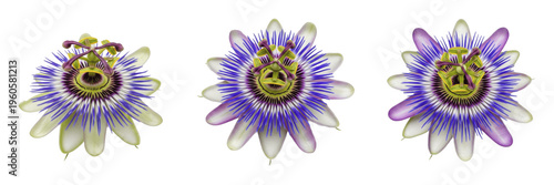 Foto Beautiful set of passion flowers with purple and white petals isolated on a whit