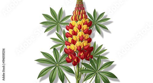 Vibrant red and yellow lupin flower with green leaves botanical illustration isolated on white background with flowering plant with design element