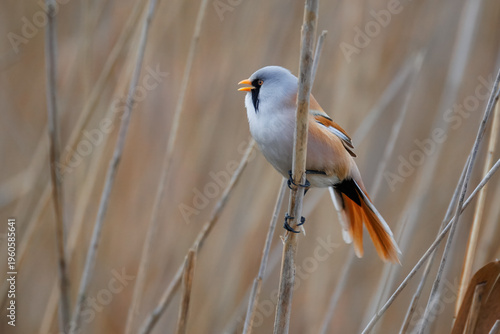 Εκτύπωση καμβά Male Bearded reedling (Panurus biarmicus) calling
