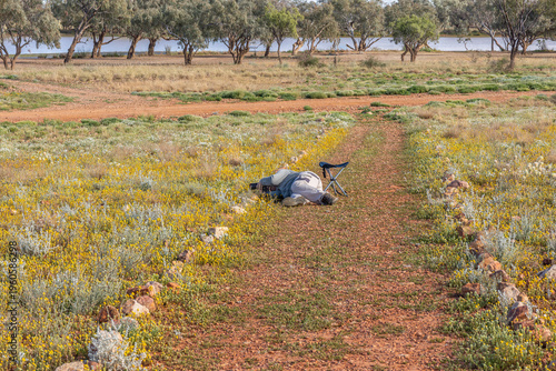 A woman photographer lies on her side on a gravel path bordered with rocks to take close up photos of arid plant flowers with a lake and a stand of mulga trees in Quilpie in Queensland, Australia.