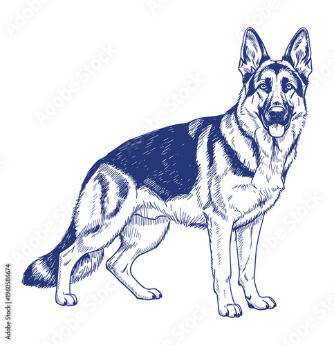 German Shepherd dog illustration in a detailed sketch style isolated on white background