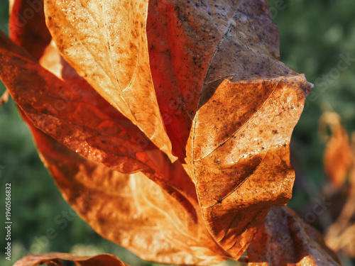 Close-up of fallen brown foliage in a backyard setting with soft natural light. A warm, minimalist seasonal backdrop perfect for eco-friendly and autumnal designs.