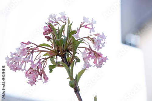 Close-up of blooming spring flowers with dreamy blurred background