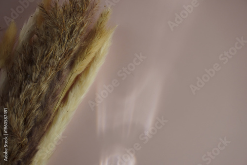 Aesthetic dried grass stems on a soft pastel pink background with elegant natural sunlight shadows. A minimalist organic composition featuring a dreamy, calm atmosphere, perfect for modern branding