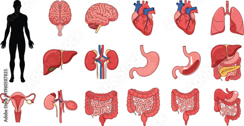 Human internal organs anatomy collection with brain heart lungs stomach liver kidneys and digestive system vector illustration set